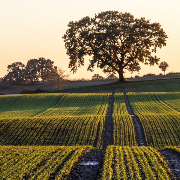 Nutrientes Orgánicos para la Fertilización Natural y la Mejora del Suelo