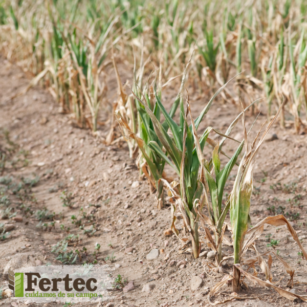 Agricultura 4.0: Reduciendo el Uso del Agua con Innovación y Compromiso