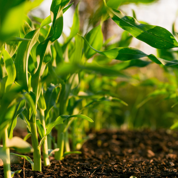 Transformando la Agricultura con Innovación | FERTEC, tu Aliado en el Nuevo Entorno