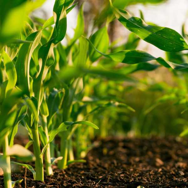 Gestiona tus cuadernos de campo con FERTEC | Innovación y compromiso