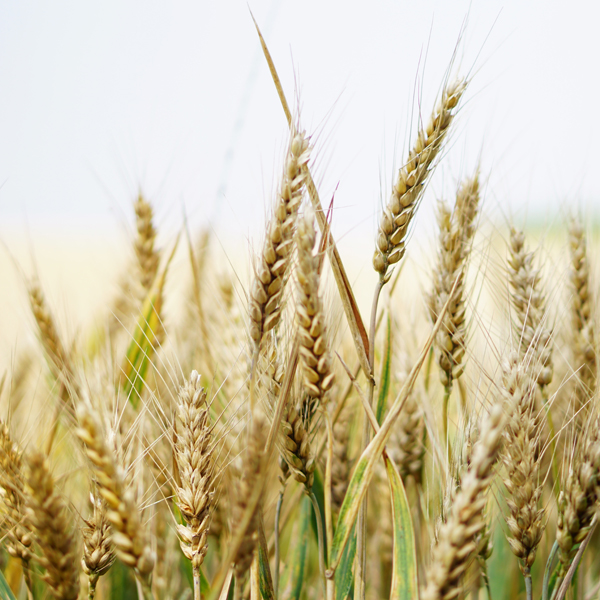 Agricultura Sostenible: FERTEC Liderando el Camino hacia un Futuro Resiliente